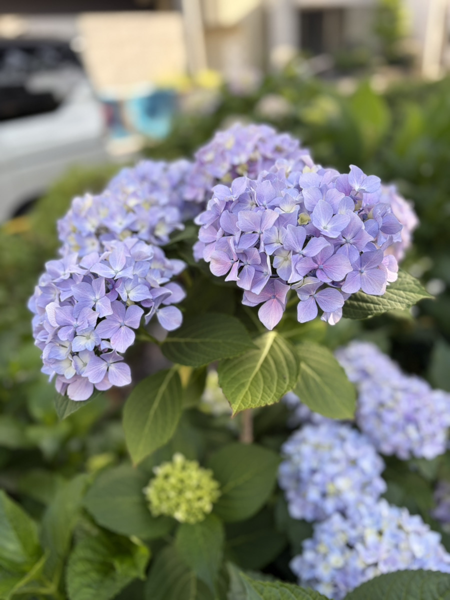 今日から6月！！